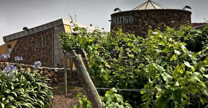 Tenerife: Bodega Viñatigo - Commented Tasting of 6 Wines - Exclusive Wines and Offerings
