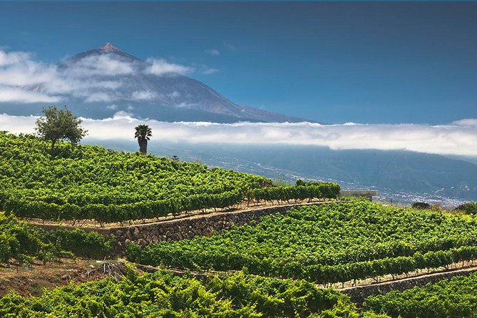 Tenerife Bodegas Monje Winery Tour With Wine and Cheese Tasting - Inclusions and Meeting Point