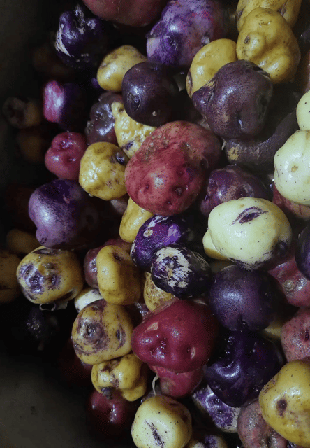 Tenerife: Canary History and Color Potatoes - What to Expect on the Tour