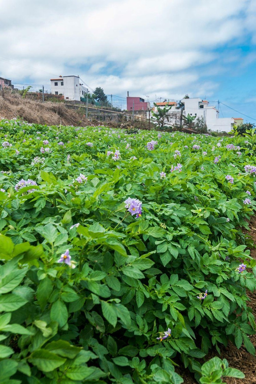 Tenerife: Canary History and Colored Potatoes - Frequently Asked Questions