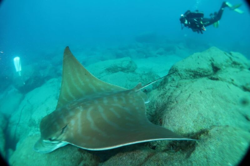 Tenerife; Discover Scuba Diving Pool and Boat Max 2 Students - Experienced Instructors
