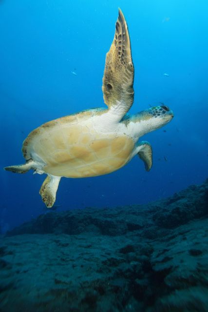 Tenerife; Discover Scuba Diving Pool and Boat Max 2 Students - Frequently Asked Questions