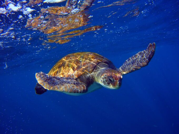 Tenerife: Discover Scuba Diving With Free Photos - Included Diving Equipment and Insurance