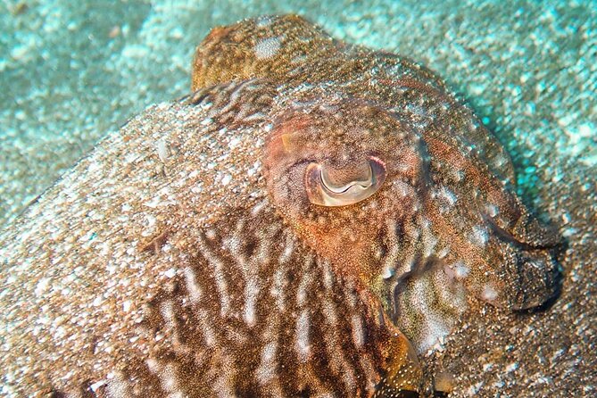 Tenerife Diving Course for Beginners With Two Dives - Included Experiences