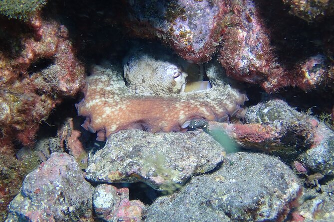 Tenerife Diving Course for Beginners With Two Dives - Booking Confirmation
