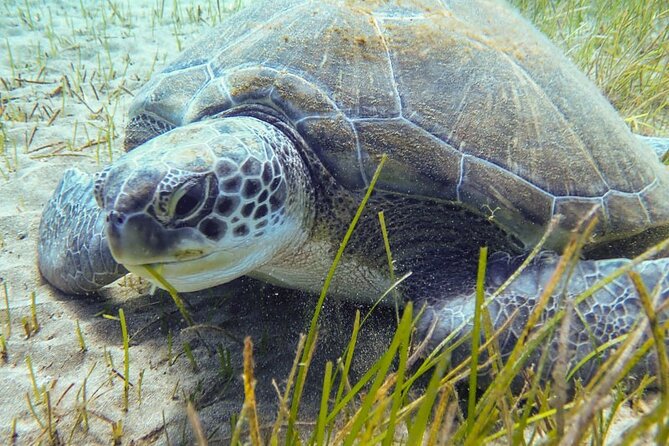 Tenerife Diving Course for Beginners With Two Dives - Cancellation Policy