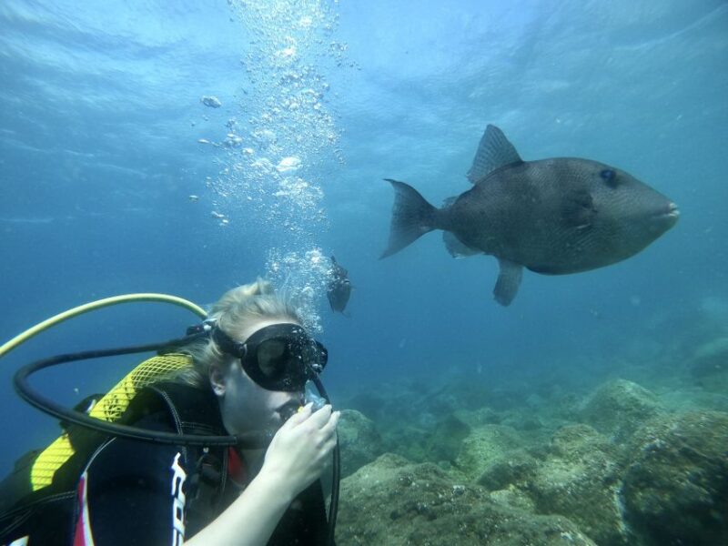 Tenerife : Diving License in One Day - Diving Opportunities