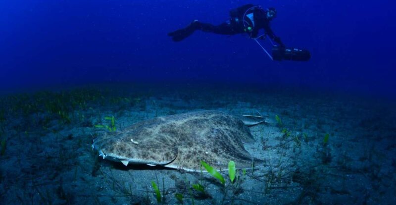 Tenerife: Diving W/ Underwater Scooter (Dpv) - Increased Dive Duration