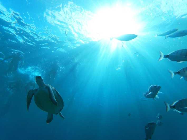 Tenerife: Eco-Kayak & Snorkeling Tour - Key Points