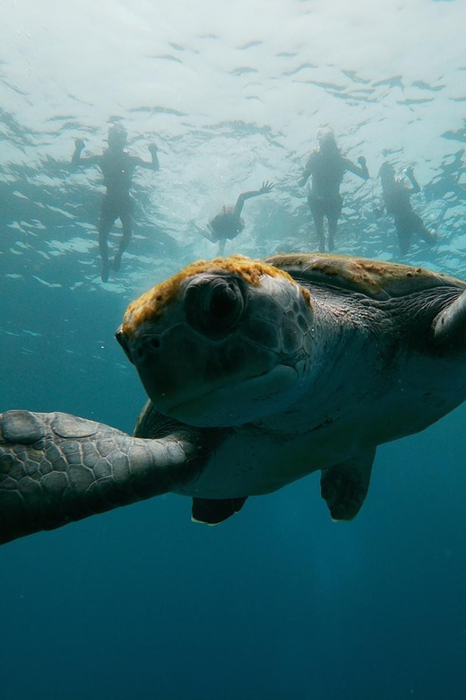 Tenerife: Eco-Kayak & Snorkeling Tour - Experience Highlights