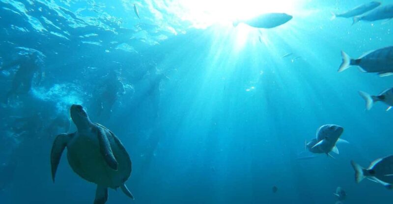 Tenerife: Eco-Kayak & Snorkeling Tour - Meeting Point and Language Options