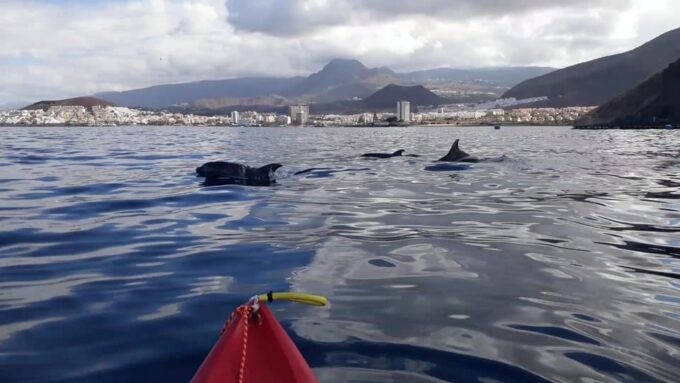 Tenerife Exclusive Small Group Kayaking Tour With Snorkeling - Customer Feedback
