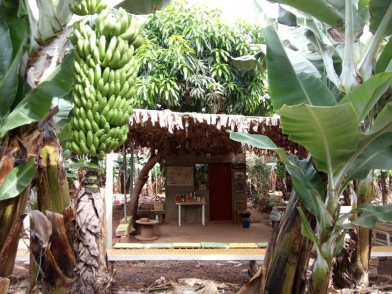 Tenerife: Finca Las Margaritas Banana Plantation Experience - Key Points