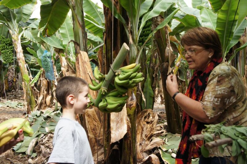 Tenerife: Finca Las Margaritas Banana Plantation Experience - Tour Options