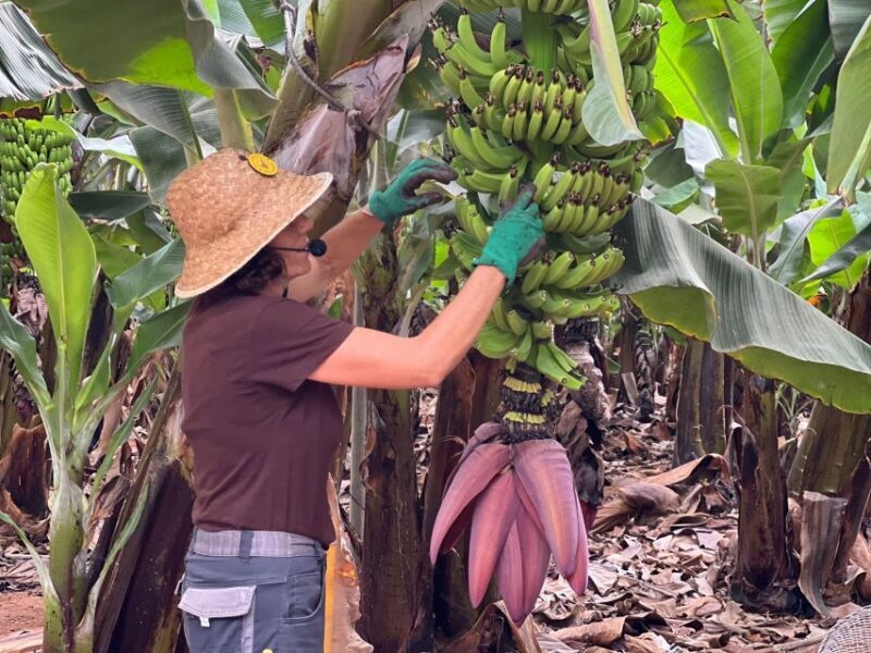Tenerife: Finca Las Margaritas Banana Plantation Experience - Booking Information