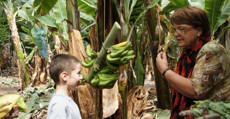 Tenerife: Finca Las Margaritas Banana Plantation Experience - Key Points