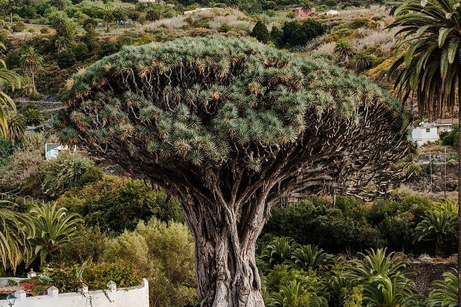 Tenerife Grand Tour: Including Teide National Park and Masca - Highlights of the Tour
