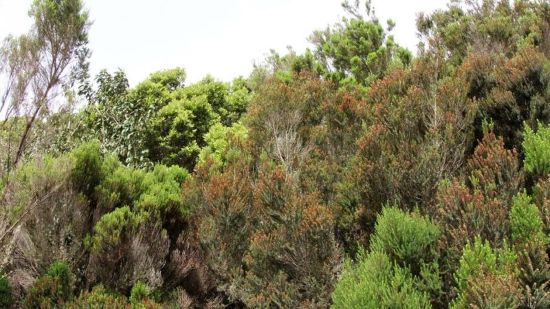 Tenerife: Guided Mindful Hike in Anaga Biosphere Reserve - Inclusions and Exclusions