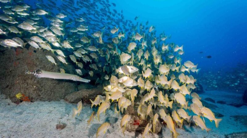 Tenerife; Guided Scuba Diving Trips by Boat in Small Groups - Highlights