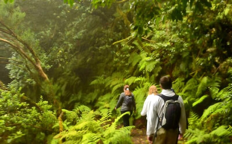 Tenerife: Guided Tour Guide in the Anaga Rural Park - Highlights and Experience