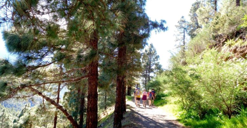 Tenerife: Hiking Above the Village of Masca - Guided Tour Experience