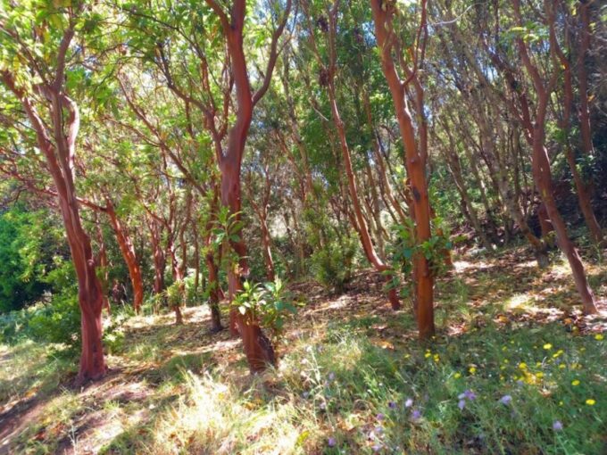 Tenerife: Hiking Above the Village of Masca - Elevation and Distance Details