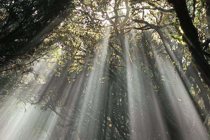 Tenerife: Hiking in Anaga Mountains and Enchanted Laurel Forest - Requirements for Participants