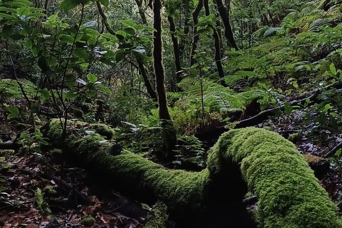 Tenerife: Hiking Through Enchanted Laurel Forest Above Masca - Group Size and Accessibility