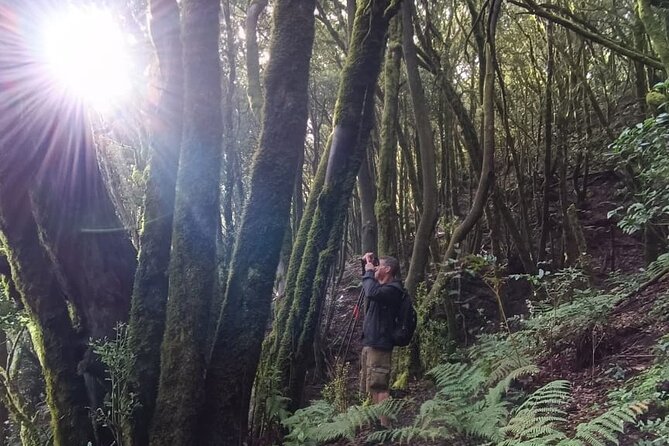 Tenerife: Hiking Through Enchanted Laurel Forest Above Masca - Pricing and Special Offers