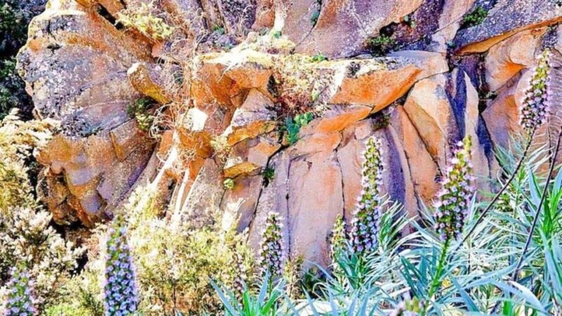Tenerife: Island Exploration Guide App With Offline Content - Canarian Culture and History