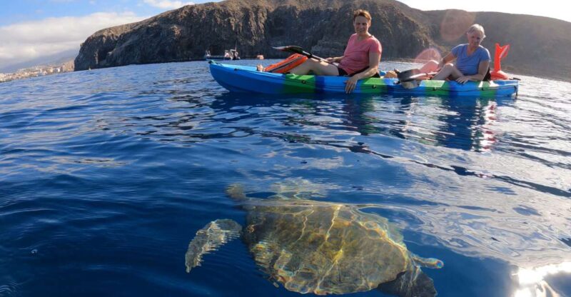 Tenerife: Kayak and Snorkel With Turtles - Key Points