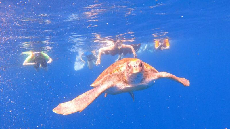 Tenerife: Kayak and Snorkel With Turtles - Pricing and Booking