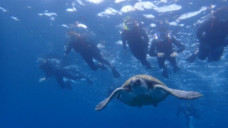 Tenerife: Kayak and Snorkel With Turtles, Wetsuits Included - Dolphin and Turtle Sightings