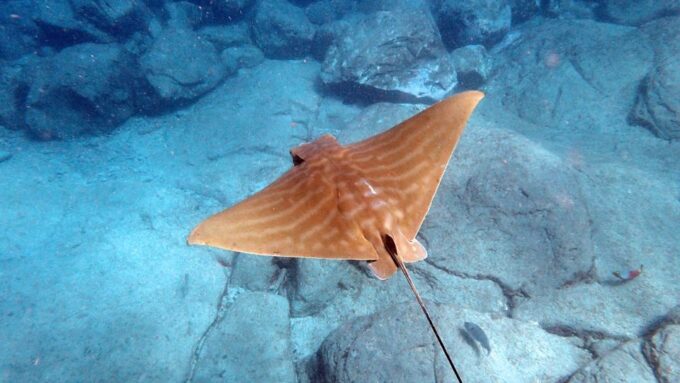 Tenerife: Kayak and Snorkel With Turtles, Wetsuits Included - FAQ