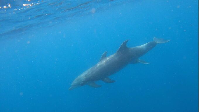 Tenerife: Kayak and Snorkeling Tour With Photos - FAQ