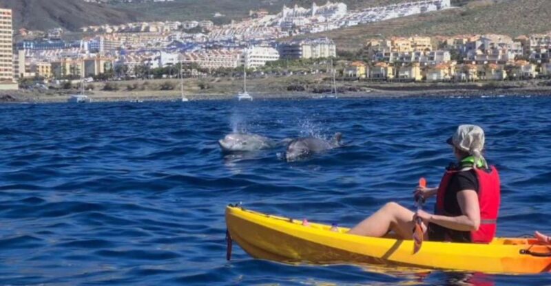 Tenerife: Kayak Safari and Sea Turtle Snorkeling - Highlights of the Excursion