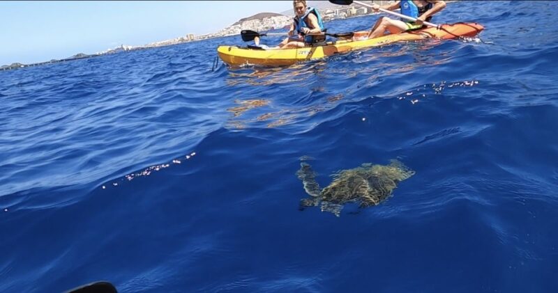 Tenerife: Kayak Safari and Sea Turtle Snorkeling - Included in the Package