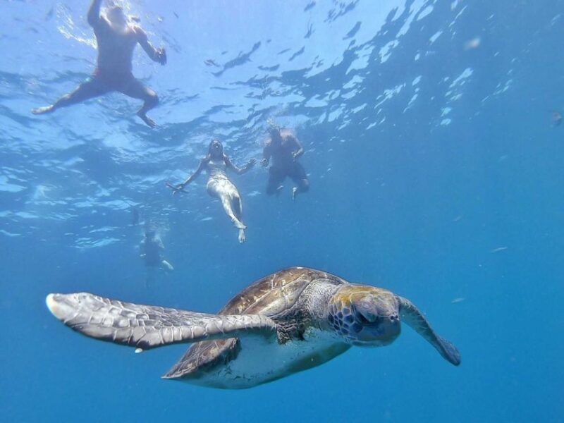 Tenerife: Kayak Safari and Sea Turtle Snorkeling - Private Group Option