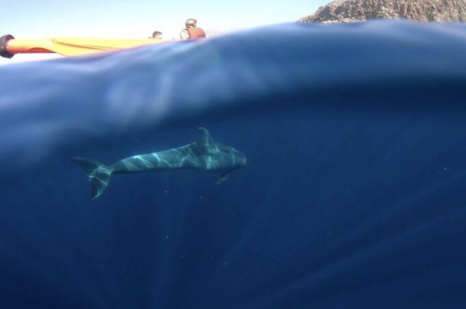 Tenerife: Kayak Safari and Sea Turtle Snorkeling - Cancellation Policy