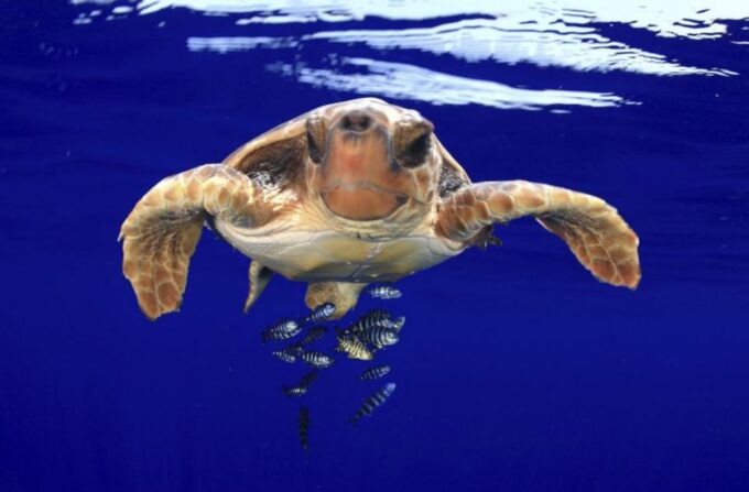 Tenerife: Kayak Safari and Sea Turtle Snorkeling - Suitability and Preparation