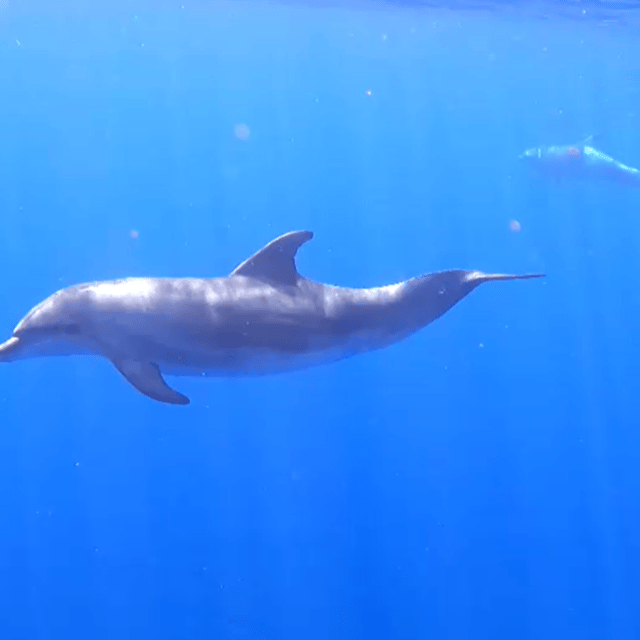 Tenerife: Kayak & Snorkel, Snacks, Photos & Sea Life Safari - Inclusions and Amenities