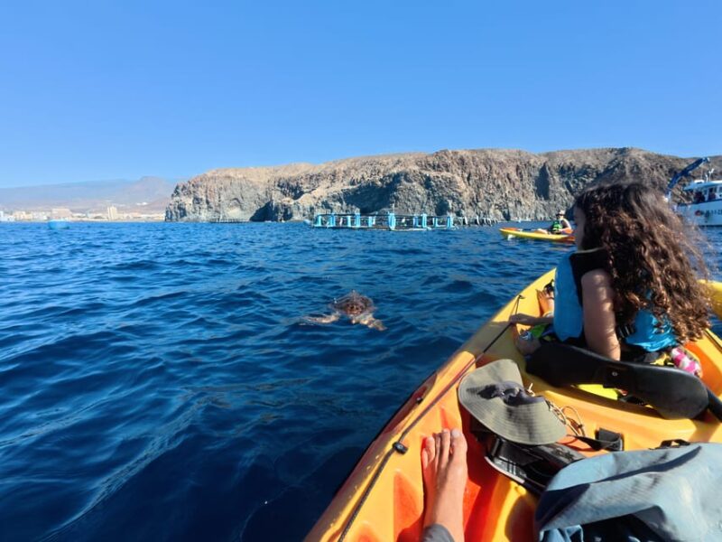 Tenerife: Kayak & Snorkel, Snacks, Photos & Sea Life Safari - Health and Safety Guidelines