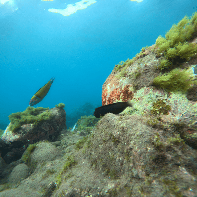 Tenerife: Kayak & Snorkel, Snacks, Photos & Sea Life Safari - Cancellation Policy