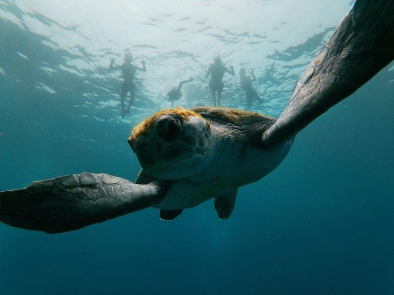 Tenerife: Kayak & Snorkeling, Marine Fauna Watching - Exploring the Underwater Wonders of Costa Adeje