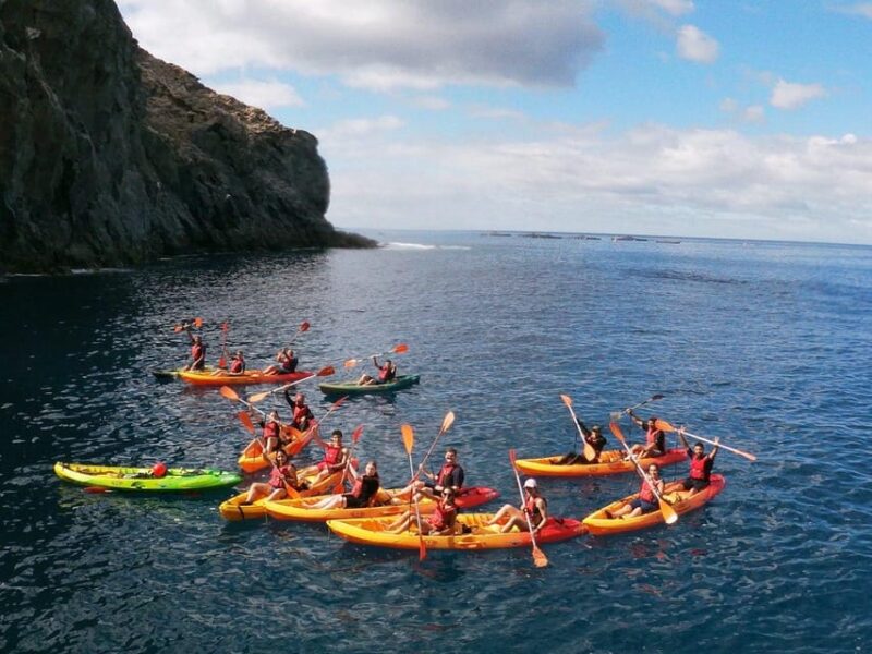Tenerife: Kayak & Snorkeling, Marine Fauna Watching - Spotting Incredible Marine Wildlife