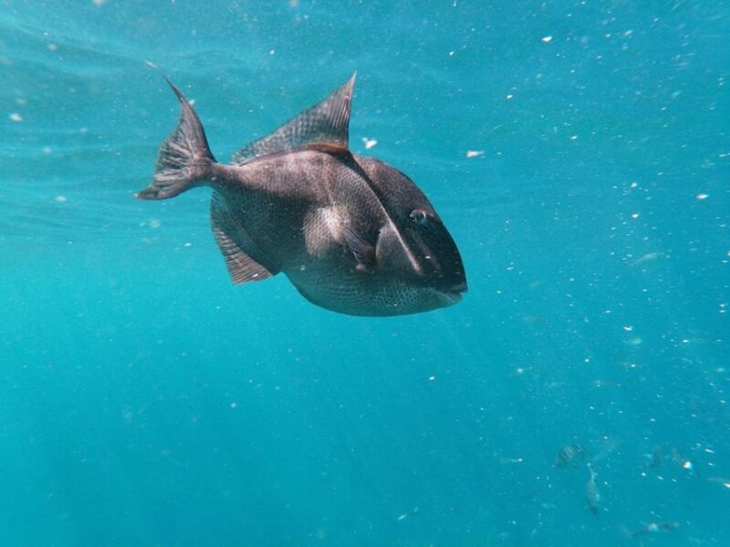 Tenerife: Kayak & Snorkeling, Marine Fauna Watching - Customer Feedback and Ratings