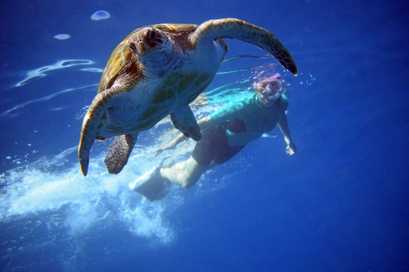 Tenerife: Kayaking and Snorkeling With Turtles - Itinerary and Experience