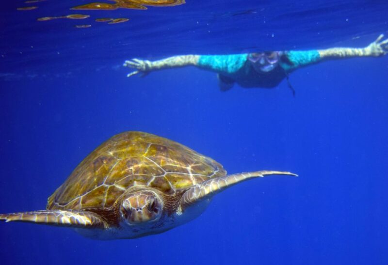 Tenerife: Kayaking and Snorkeling With Turtles - Customer Reviews and Feedback