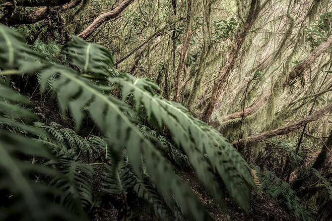 Tenerife: Landscape Photography Workshops, 10 Hours - Inclusions and Amenities