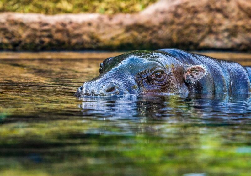 Tenerife: Loro Parque Entry Ticket - Visitor Experiences